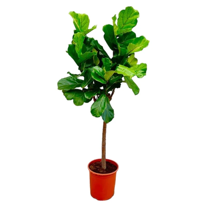 Geigenfeige (Ficus lyrata) Baum auf Stamm