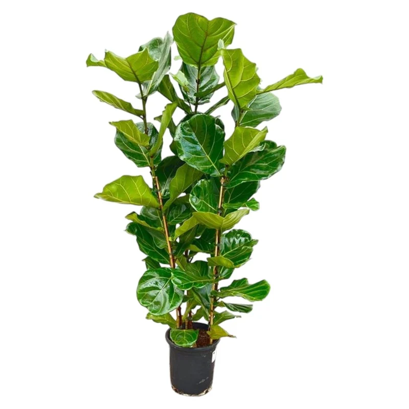 Geigenfeige (Ficus lyrata) Baum auf Stamm