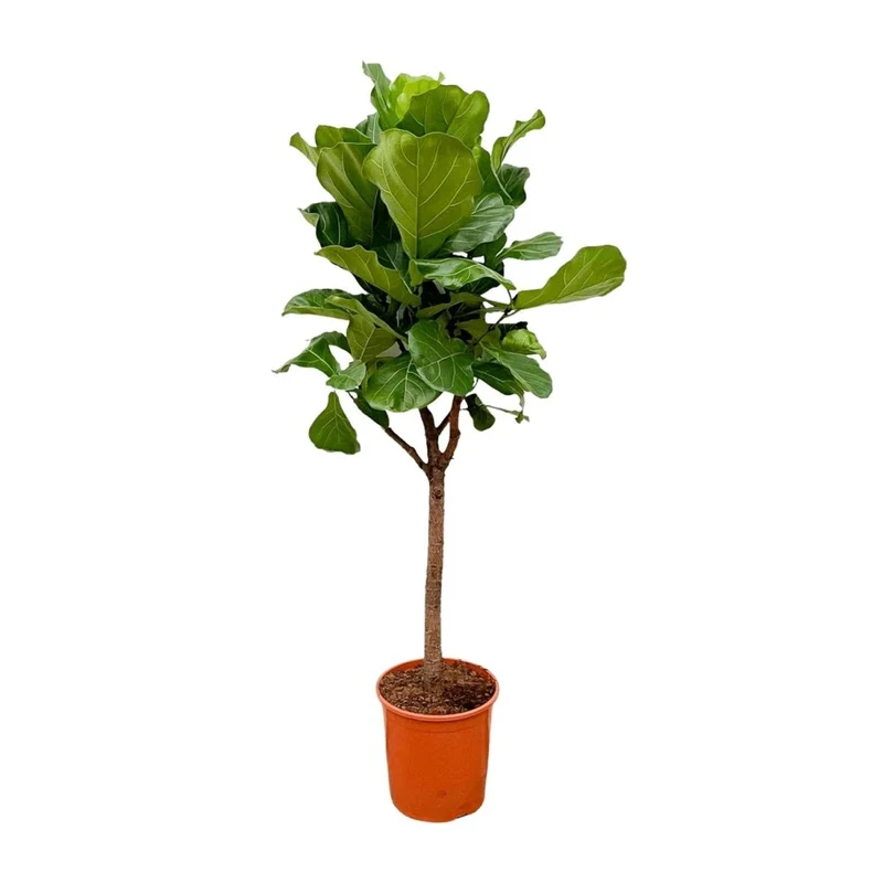 Geigenfeige (Ficus lyrata) Baum auf Stamm