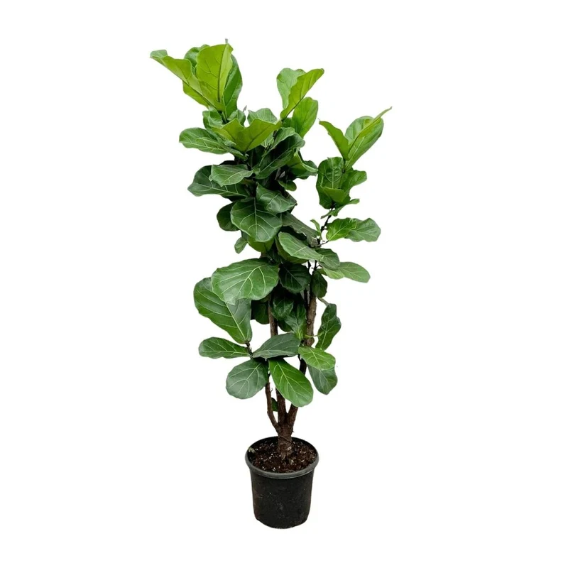 Geigenfeige (Ficus lyrata) Baum auf Stamm