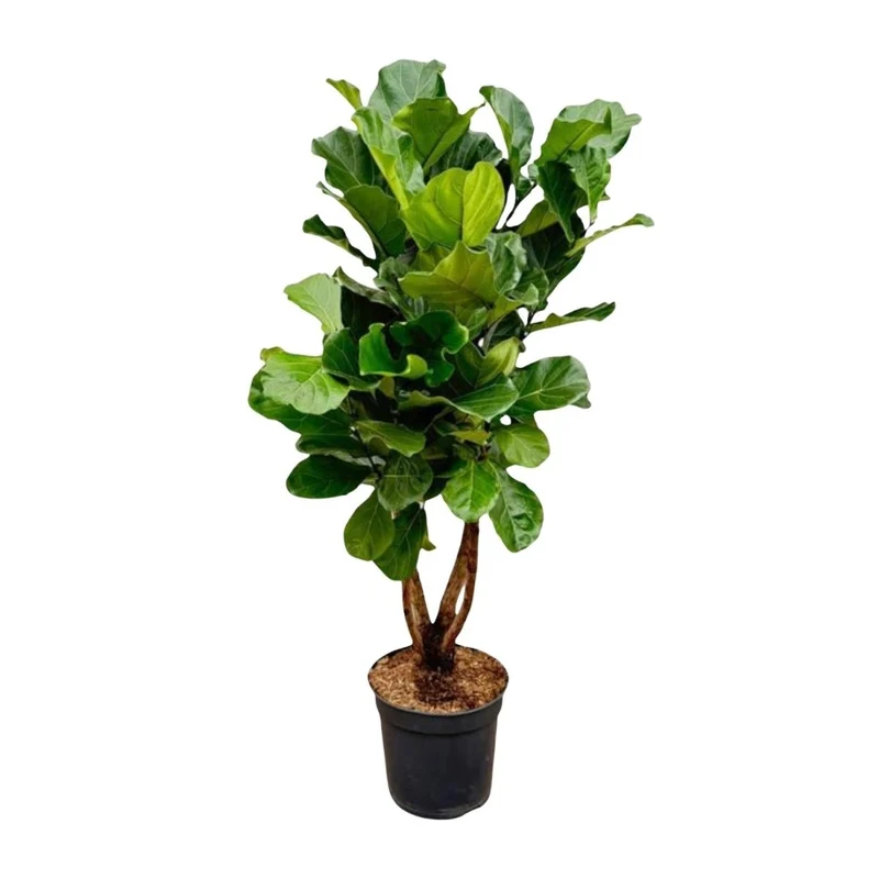 Geigenfeige (Ficus lyrata) Baum auf Stamm