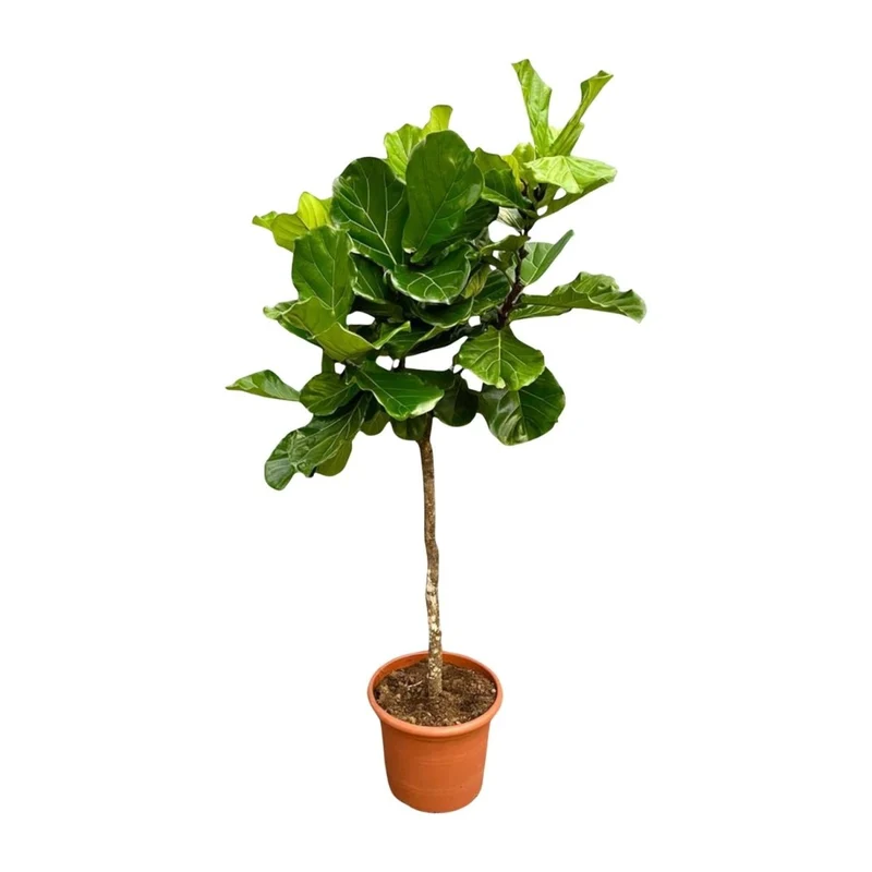 Geigenfeige (Ficus lyrata) Baum auf Stamm