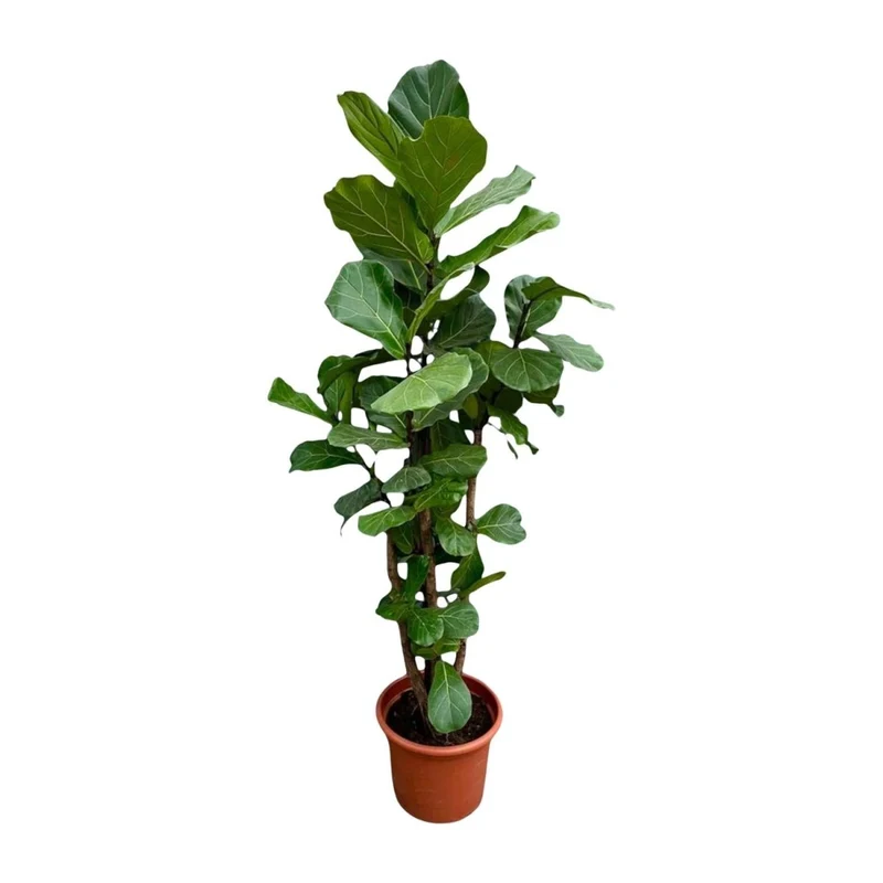 Geigenfeige (Ficus lyrata) Baum auf Stamm