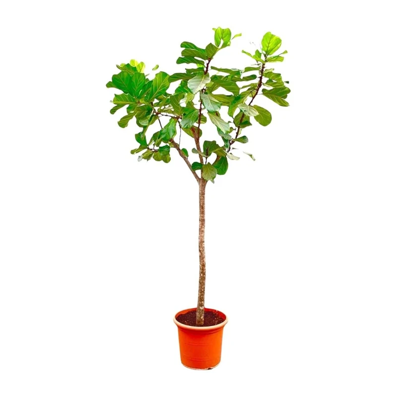 Geigenfeige (Ficus lyrata) Baum auf Stamm