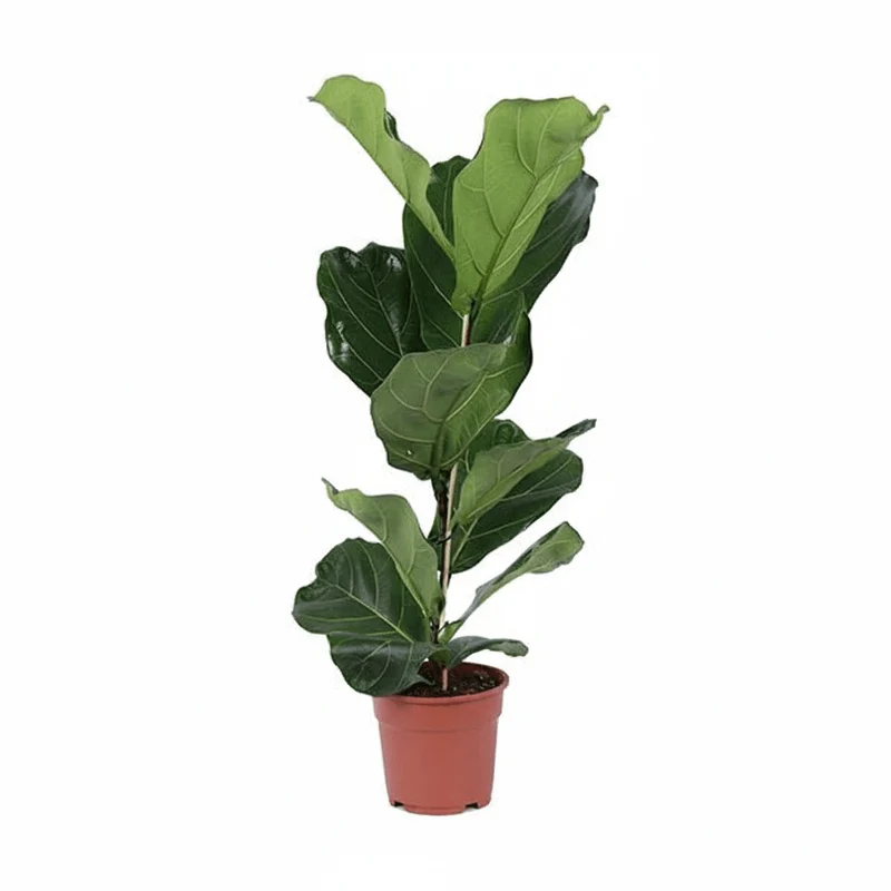 Geigenfeige (Ficus lyrata) Baum auf Stamm