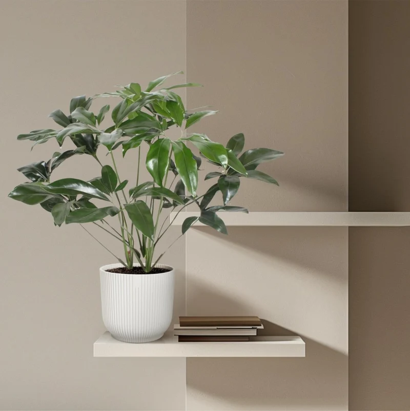 Philodendron Green Wonder | Exotische Zimmerpflanze mit großen Blättern – Immergrün & Pflegeleicht
