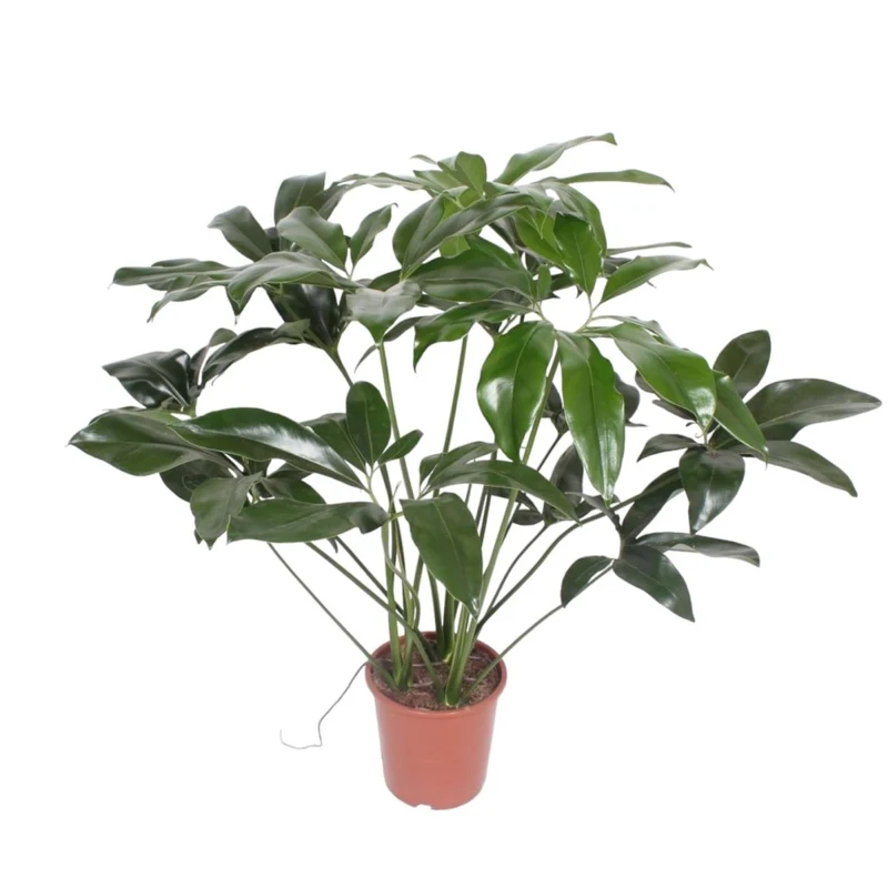 Philodendron Green Wonder | Exotische Zimmerpflanze mit großen Blättern – Immergrün & Pflegeleicht