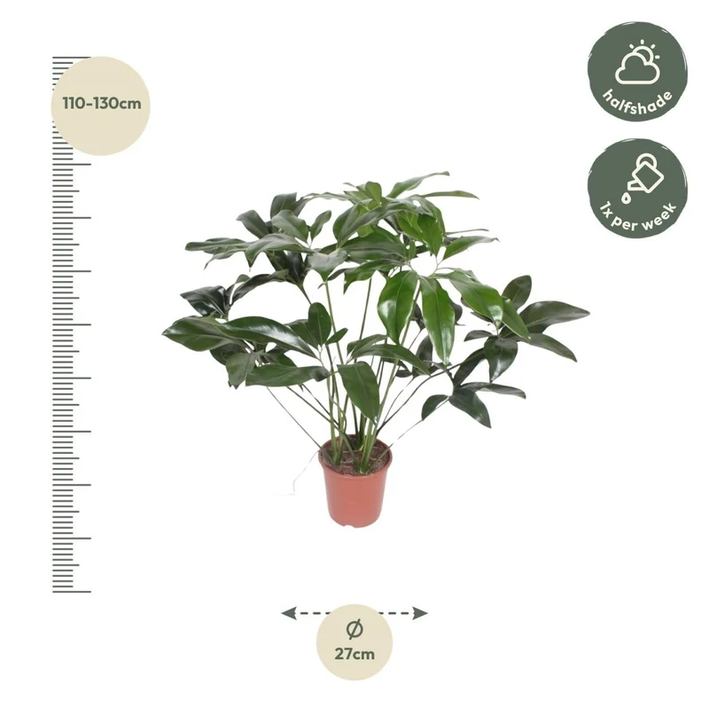 Philodendron Green Wonder | Exotische Zimmerpflanze mit großen Blättern – Immergrün & Pflegeleicht