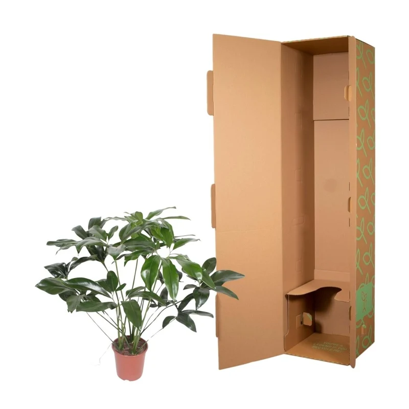 Philodendron Green Wonder | Exotische Zimmerpflanze mit großen Blättern – Immergrün & Pflegeleicht