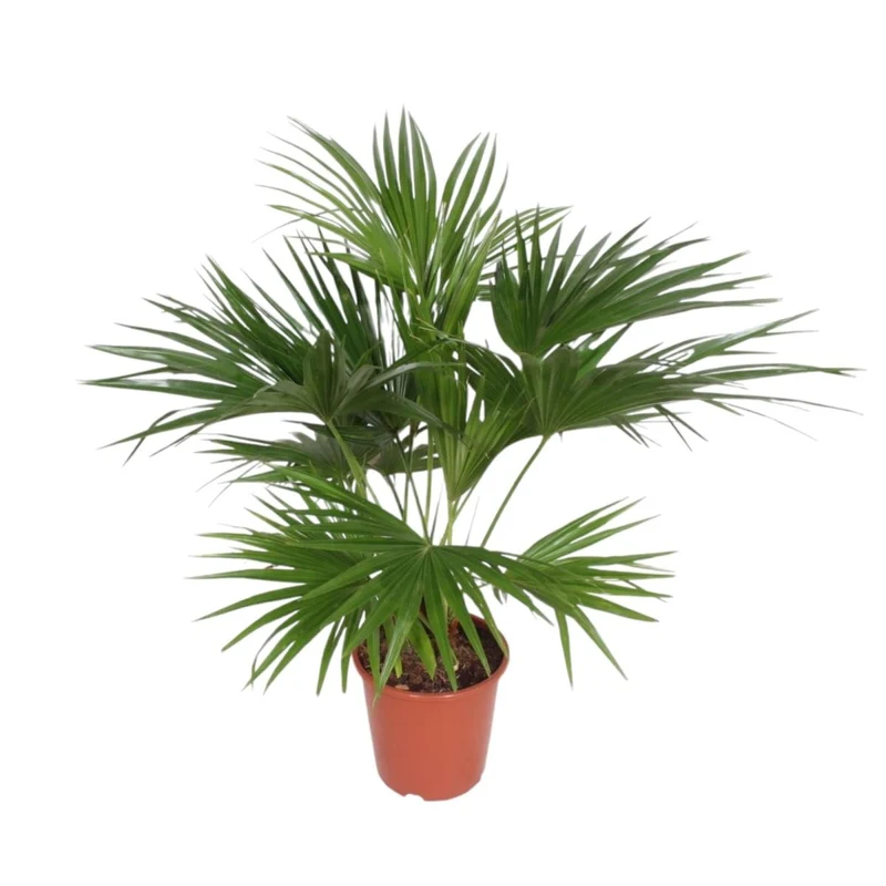 Livistona Chinensis - 170 cm - Ø 27 cm