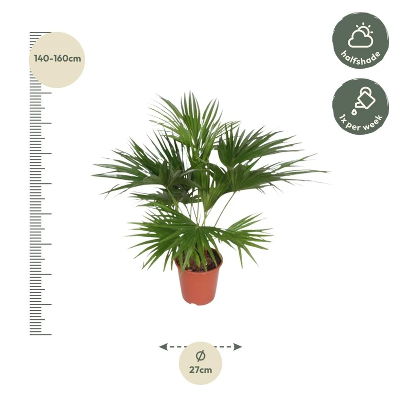 Livistona Chinensis - 170 cm - Ø 27 cm