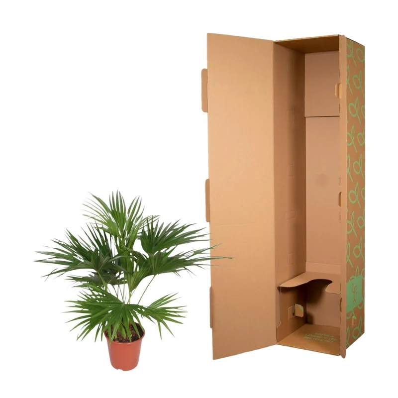 Livistona Chinensis - 170 cm - Ø 27 cm