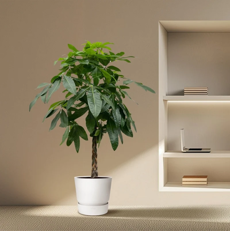 Pachira aquatica 170 cm | Glückskastanie im Ø27 cm