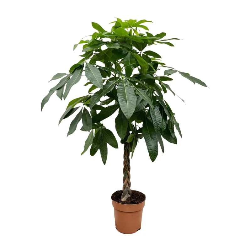 Pachira aquatica 170 cm | Glückskastanie im Ø27 cm