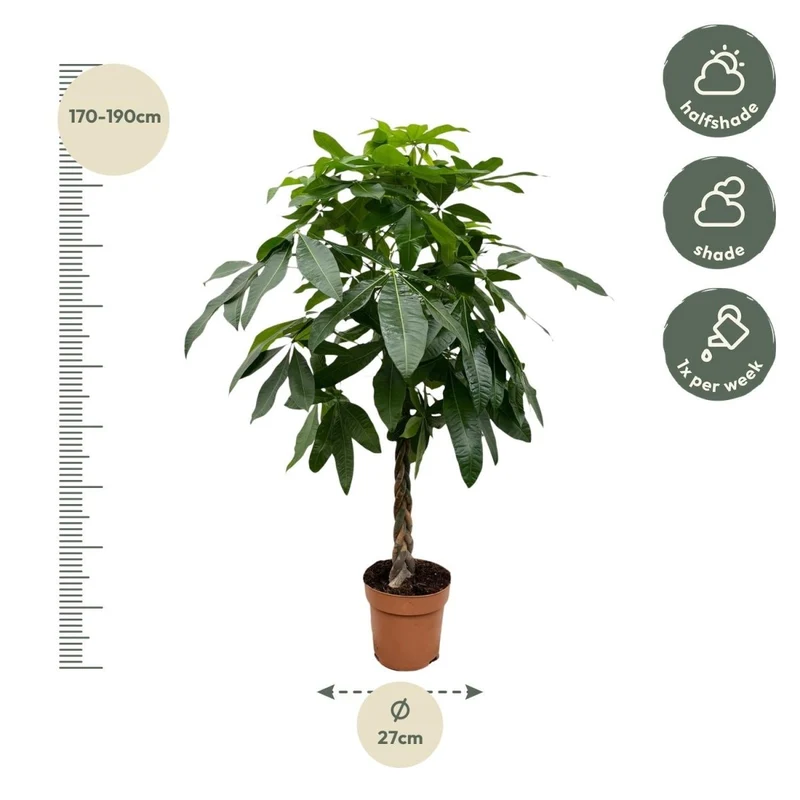 Pachira aquatica 170 cm | Glückskastanie im Ø27 cm
