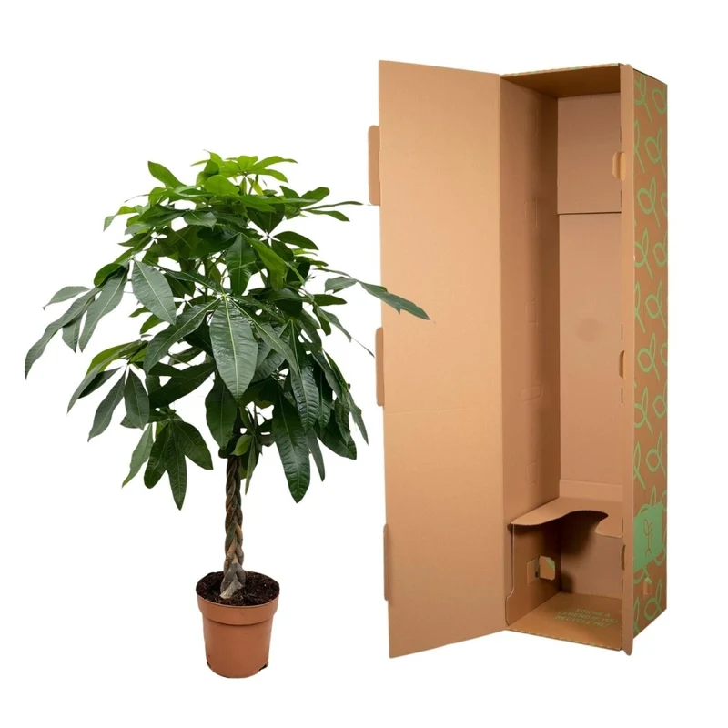Pachira aquatica 170 cm | Glückskastanie im Ø27 cm