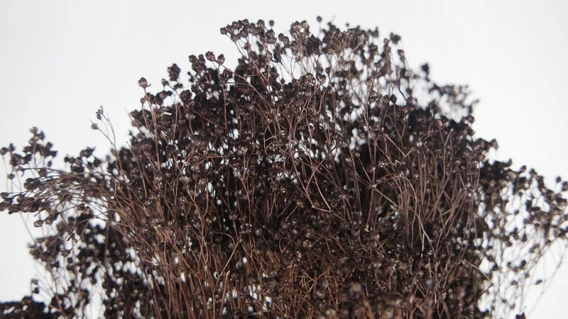 Broom Bloom getrocknet - 1 Strauß - Deep brown