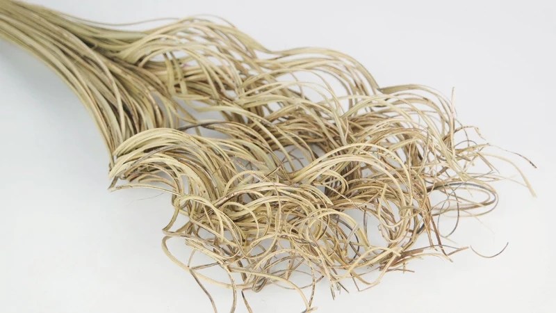 Curly Ting - 1 Bund - Naturfarbe