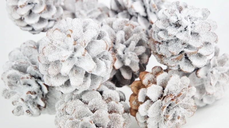 Pinienzapfen - 1 Bund - Schnee