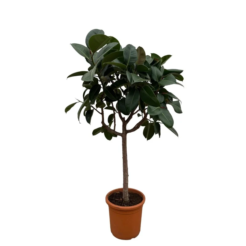 Ficus Elastica Robusta – Eleganter Gummibaum auf Stamm