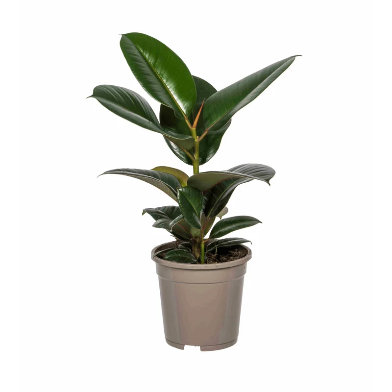 Ficus Elastica Robusta – Eleganter Gummibaum auf Stamm