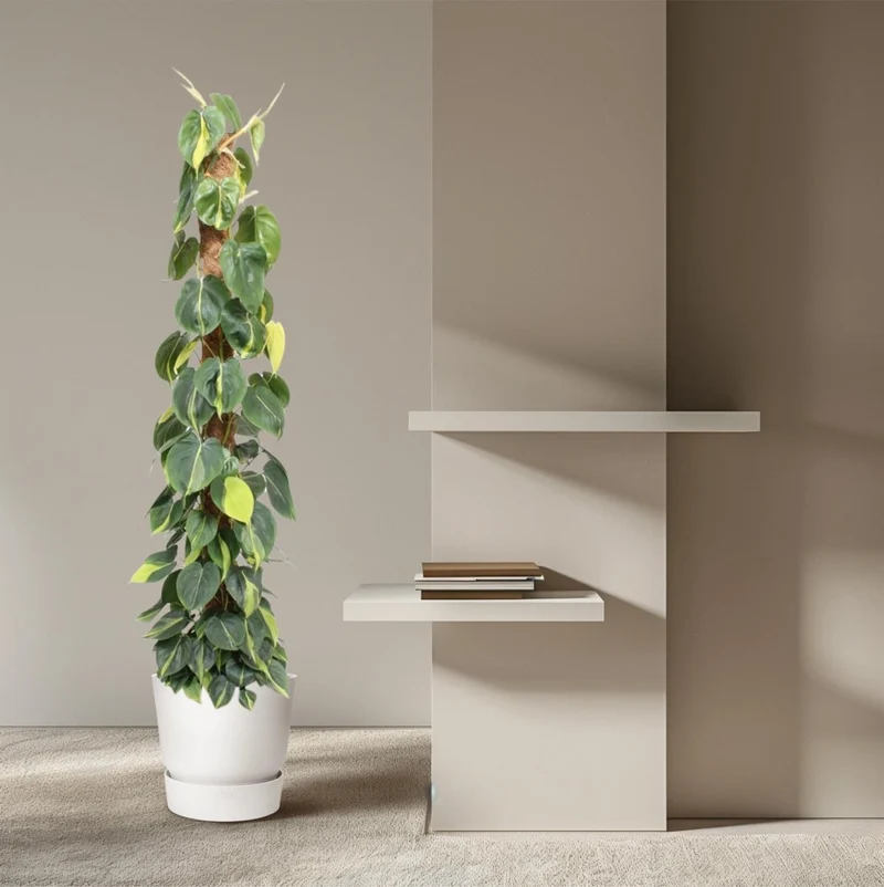 Philodendron scandens ‘Brasil’ | Herzblatt-Philodendron – Bunte Kletter- & Hängepflanze