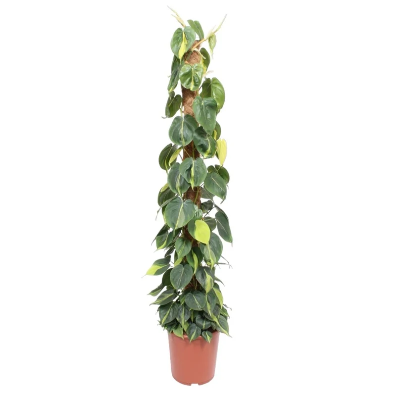 Philodendron scandens ‘Brasil’ | Herzblatt-Philodendron – Bunte Kletter- & Hängepflanze