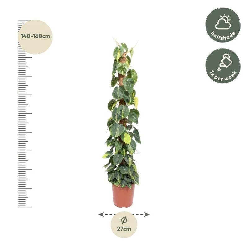 Philodendron scandens ‘Brasil’ | Herzblatt-Philodendron – Bunte Kletter- & Hängepflanze