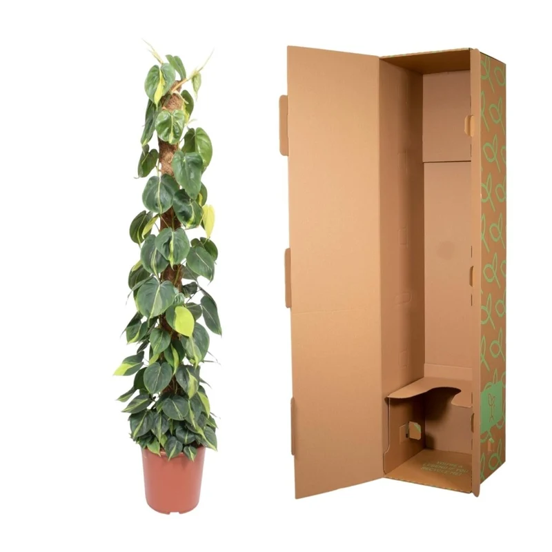 Philodendron scandens ‘Brasil’ | Herzblatt-Philodendron – Bunte Kletter- & Hängepflanze