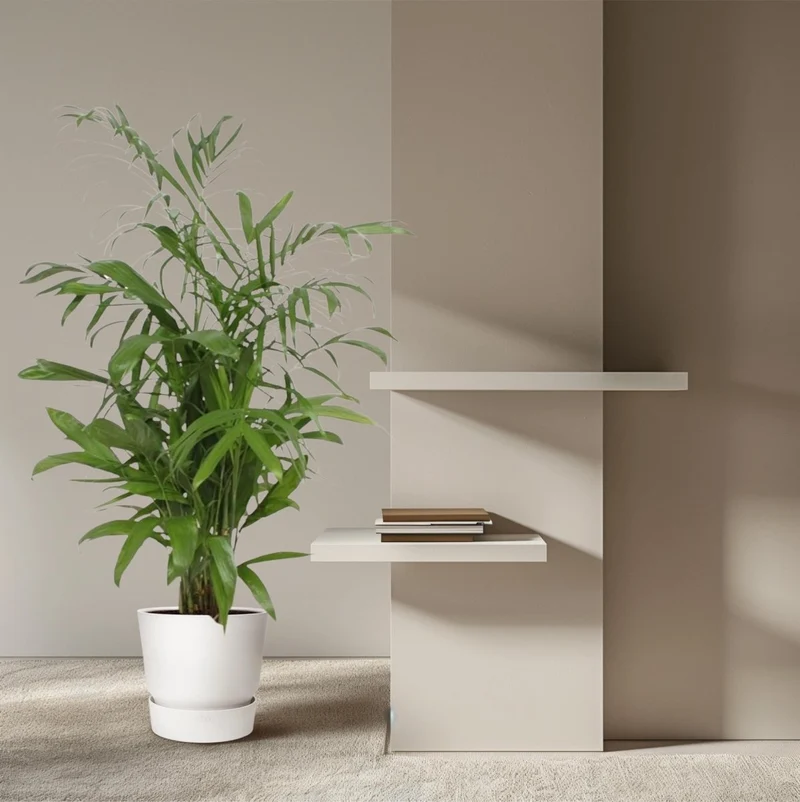 Chamaedorea Seifrizii – Elegante Bambuspalme für Innenräume