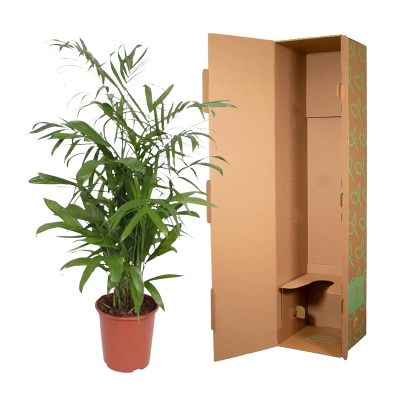 Chamaedorea Seifrizii – Elegante Bambuspalme für Innenräume