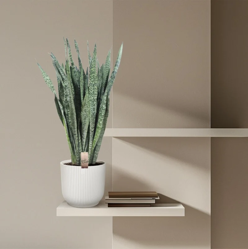 Sansevieria Zeylanica 110 cm – XL Schwiegermutterzunge