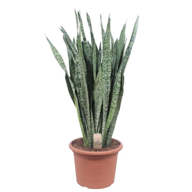 Sansevieria Zeylanica 110 cm – XL Schwiegermutterzunge