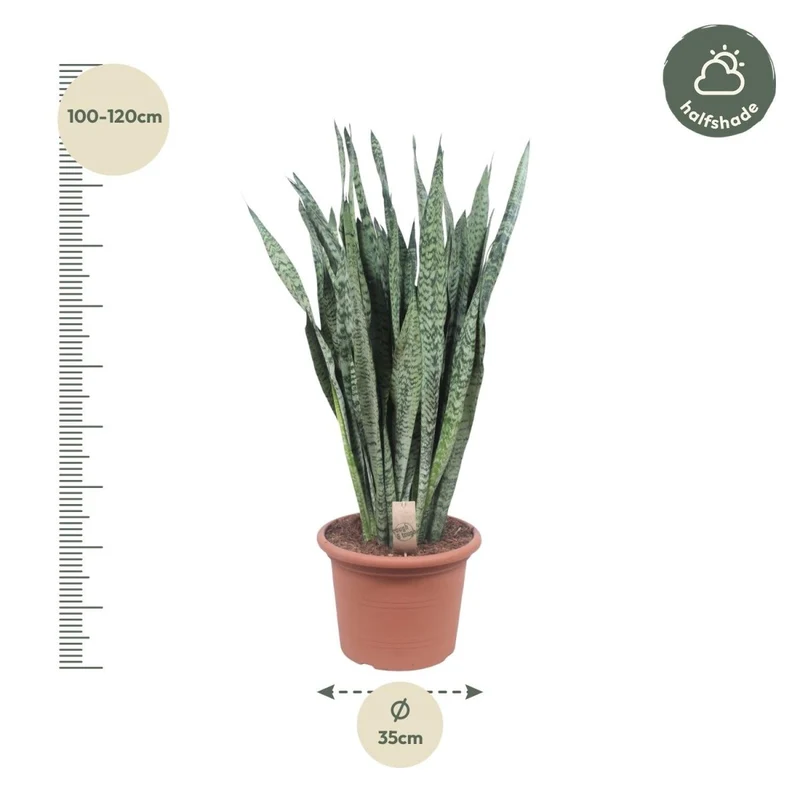 Sansevieria Zeylanica 110 cm – XL Schwiegermutterzunge