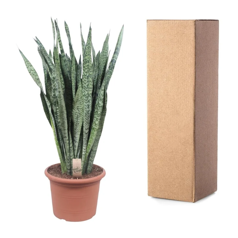 Sansevieria Zeylanica 110 cm – XL Schwiegermutterzunge