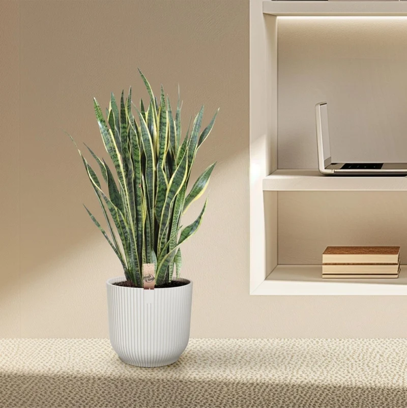 Sansevieria Laurentii 100 cm – XL Bogenhanf