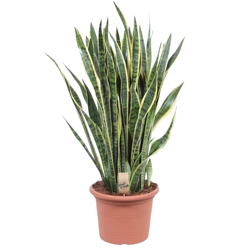 Sansevieria Laurentii 100 cm – XL Bogenhanf