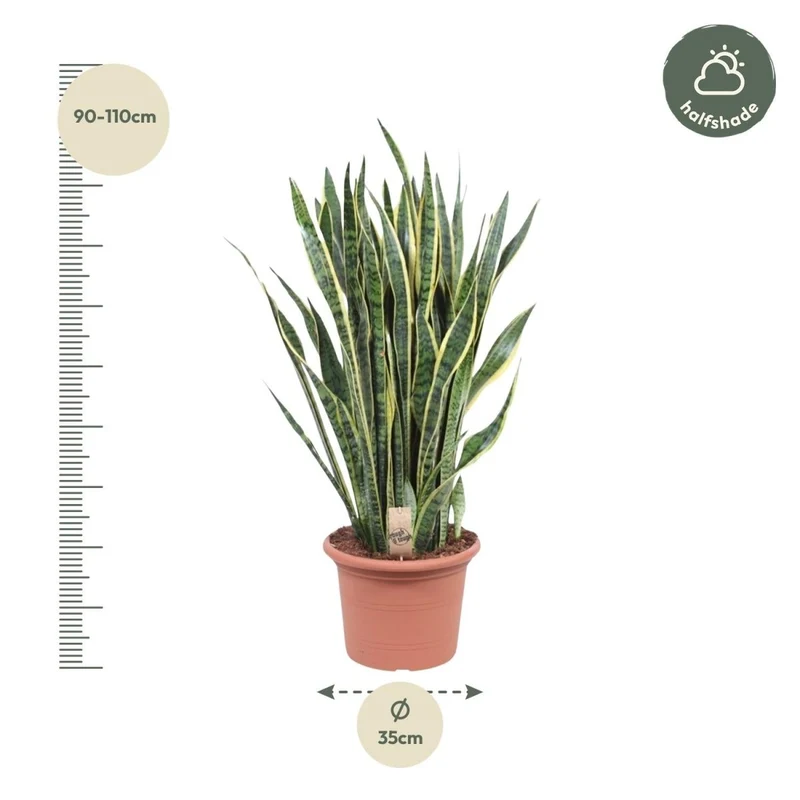 Sansevieria Laurentii 100 cm – XL Bogenhanf
