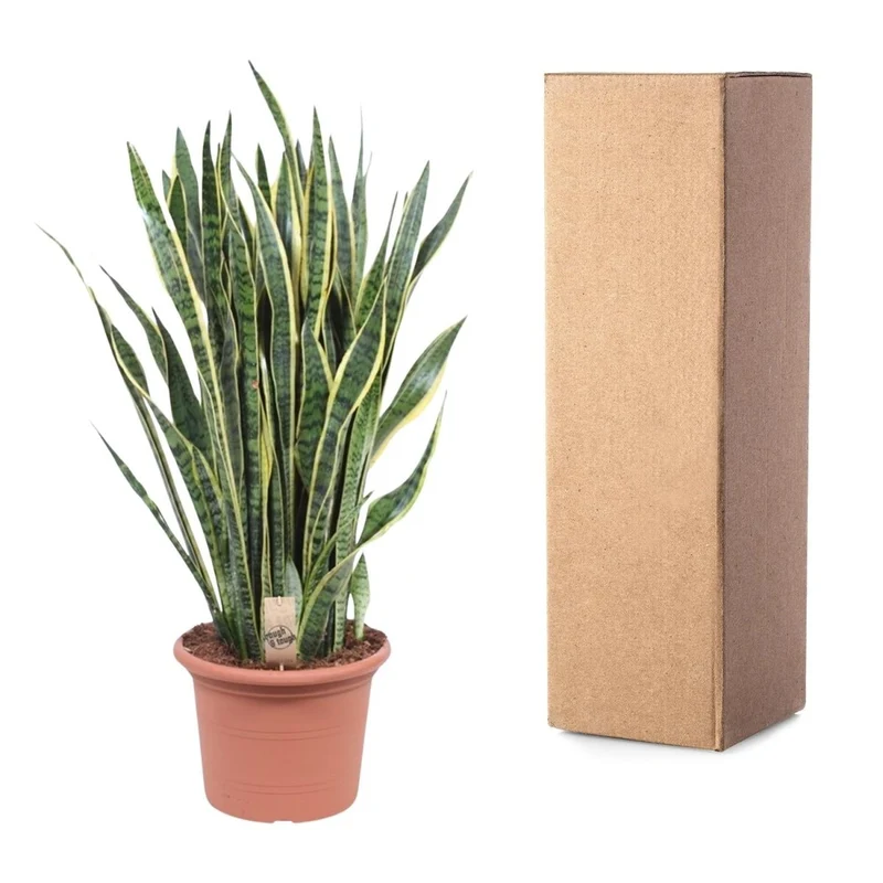 Sansevieria Laurentii 100 cm – XL Bogenhanf