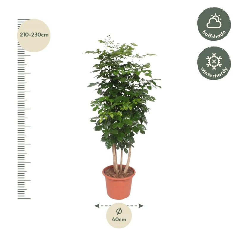 Radermachera hainanensis – 190 cm | Tropischer Blickfang für dein Zuhause