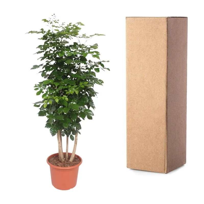 Radermachera hainanensis – 190 cm | Tropischer Blickfang für dein Zuhause