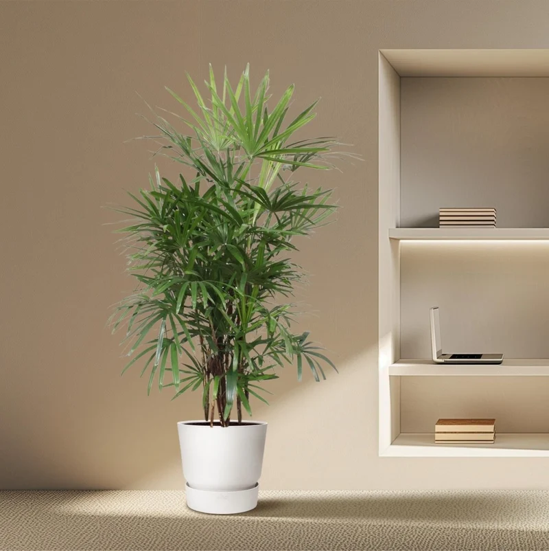 Rhapis excelsa Damenpalme 190 cm | Premium-Zimmerpalme im Ø34 cm Topf – Robust & Luftreinigend
