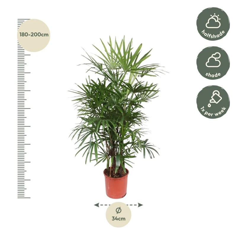 Rhapis excelsa Damenpalme 190 cm | Premium-Zimmerpalme im Ø34 cm Topf – Robust & Luftreinigend