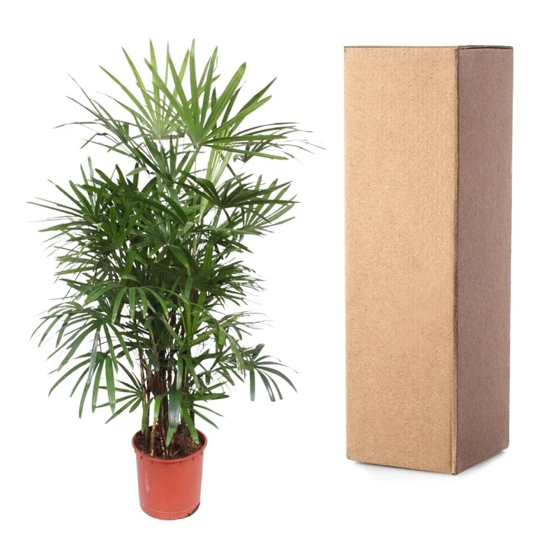 Rhapis excelsa Damenpalme 190 cm | Premium-Zimmerpalme im Ø34 cm Topf – Robust & Luftreinigend