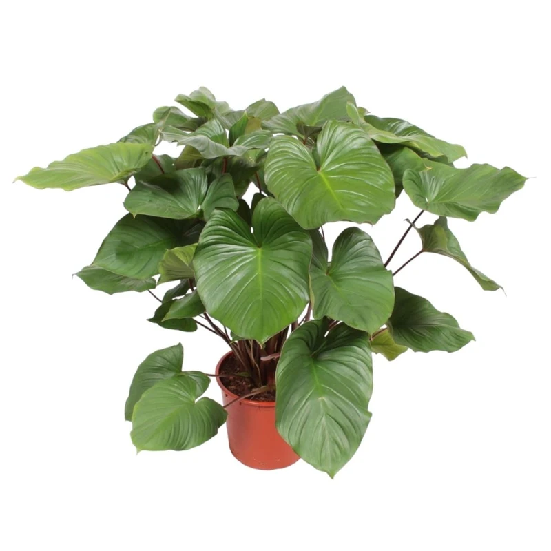 Homalomena Rubescens Maggy - 100 cm - Ø 24 cm