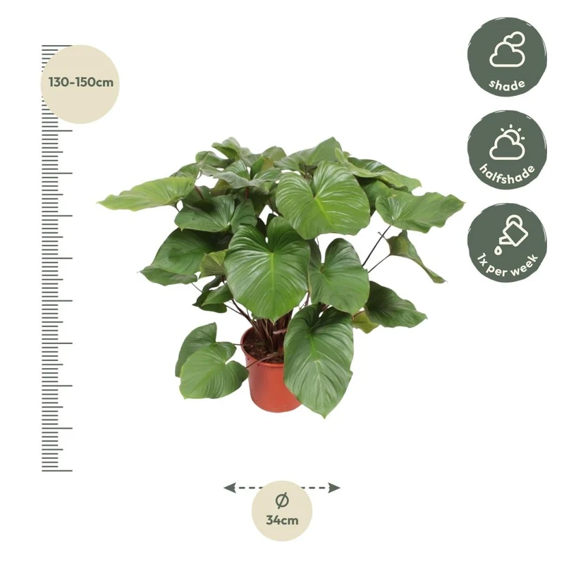 Homalomena Rubescens Maggy - 100 cm - Ø 24 cm
