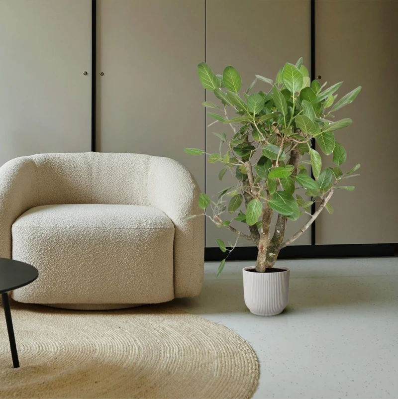 Ficus Benghalensis verzweigt 140 - 200cm – Exotische Zimmerpflanze
