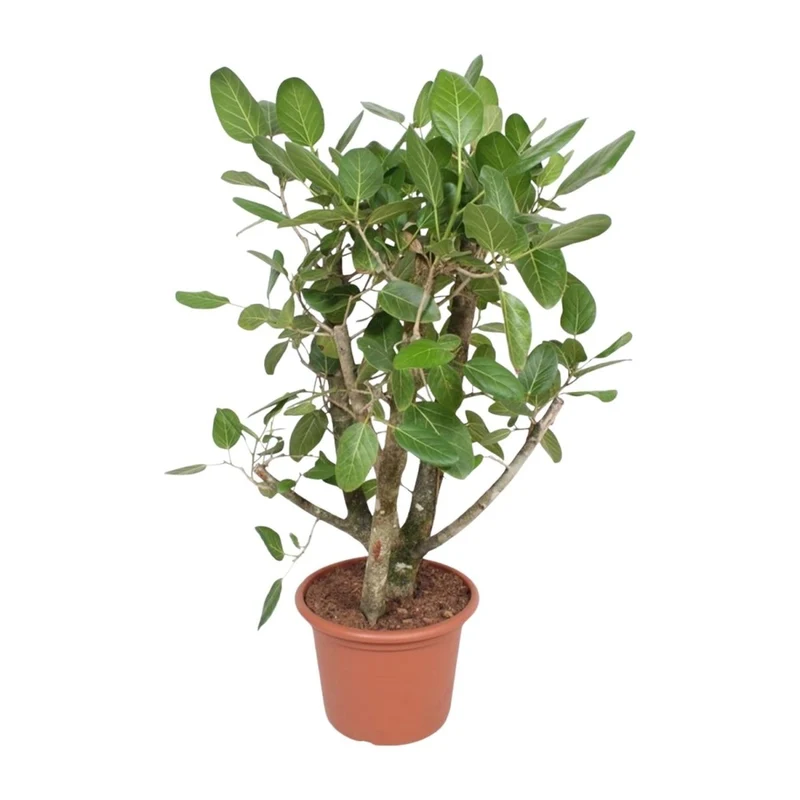 Ficus Benghalensis verzweigt 140 - 200cm – Exotische Zimmerpflanze