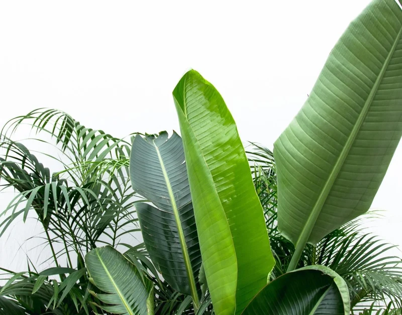 Vorteilspaket XXL: Kentia, Strelitzia & Areca – Große Zimmerpflanzen