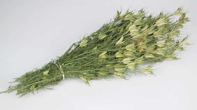 Nigella orientalis NL - 1 Bund - Naturfarbe